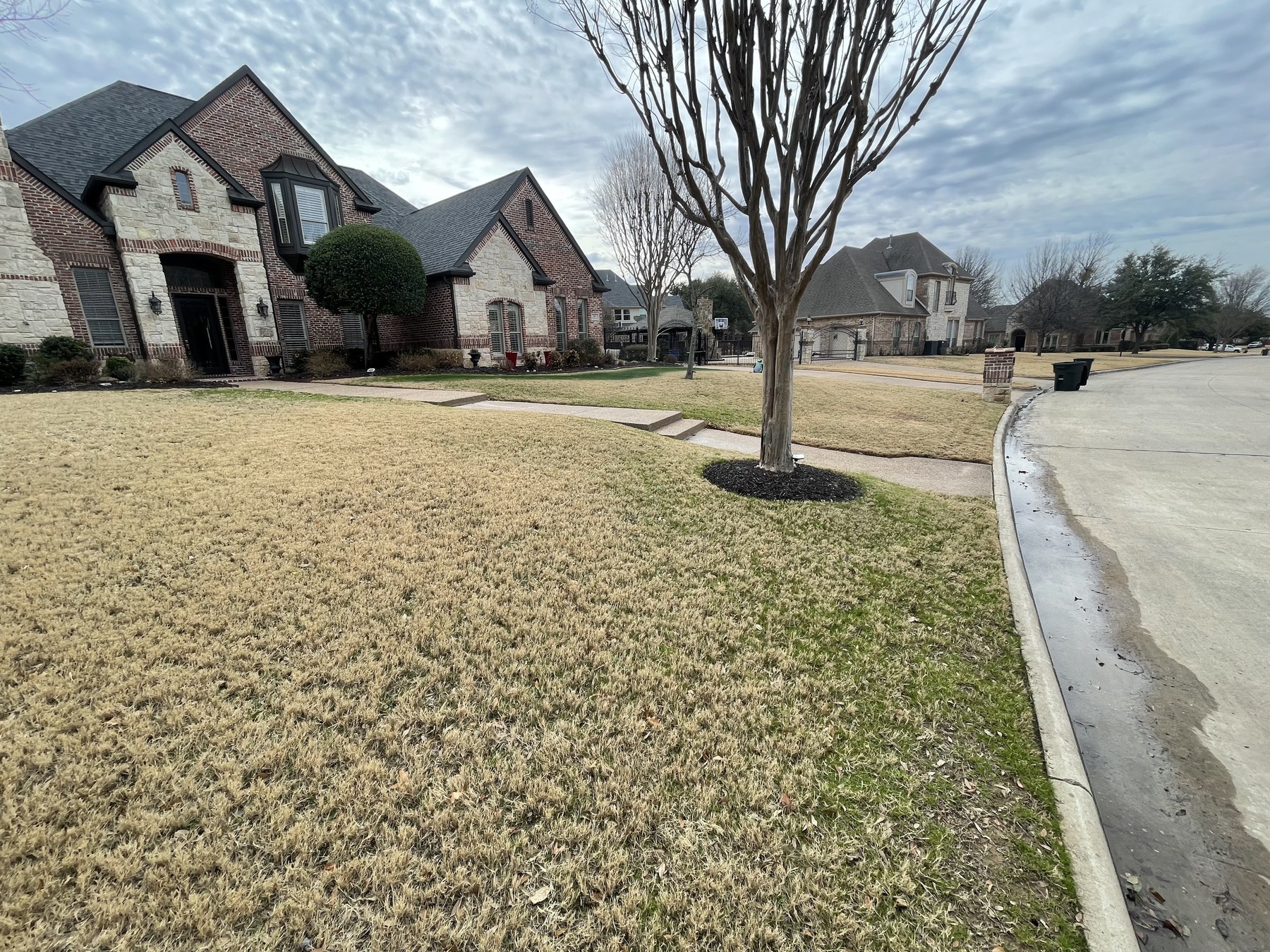 Before: curbside lawn color restoration
